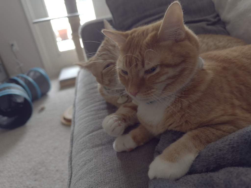 Cats cleaning